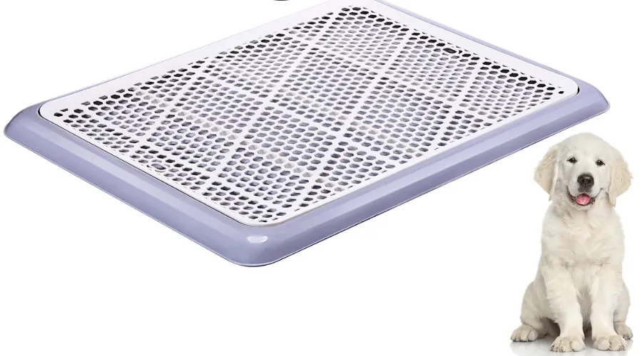 Types of Dog Potty Training Accessories