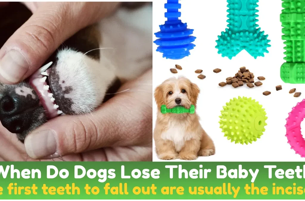 When Do Dogs Lose Their Baby Teeth