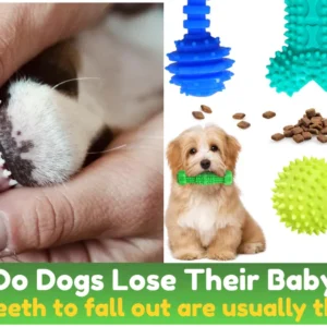 When Do Dogs Lose Their Baby Teeth