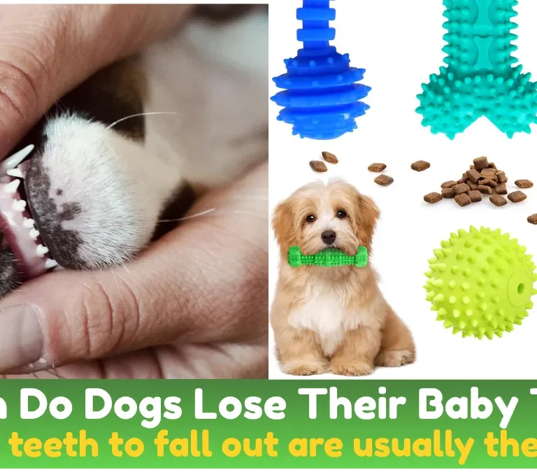 When Do Dogs Lose Their Baby Teeth