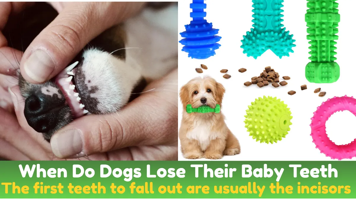 When Do Dogs Lose Their Baby Teeth