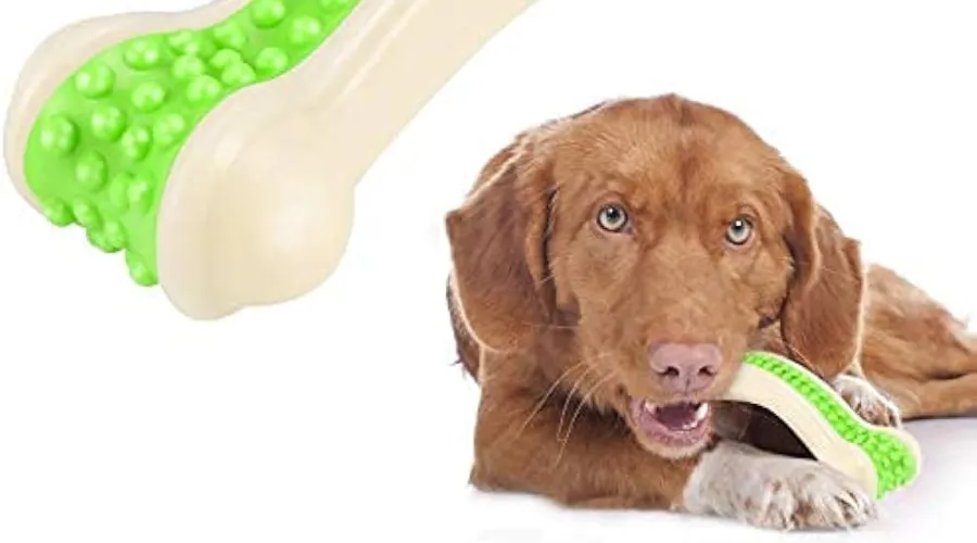 When Do Dogs Start Losing All Baby Teeth