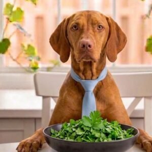 can dogs eat cilantro