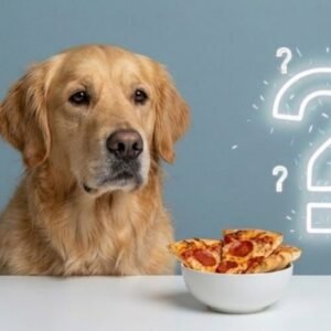 can dogs eat pizza