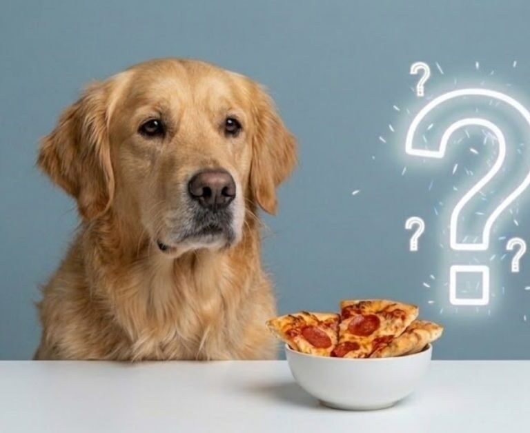 can dogs eat pizza