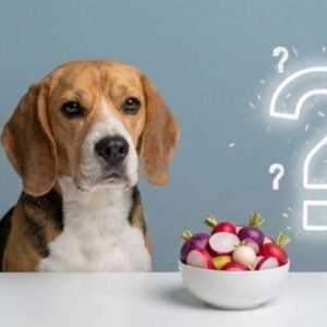 can dogs eat radishes