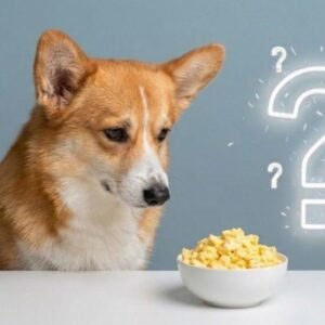 can dogs eat scrambled eggs