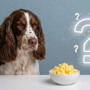 can dogs eat scrambled eggs