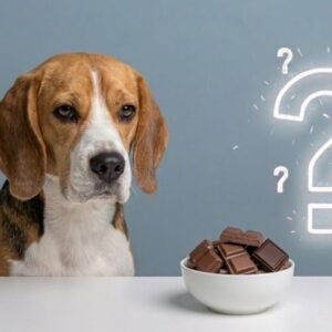 how much chocolate can a dog eat