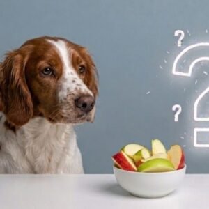 can dogs eat apple