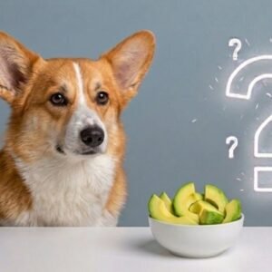 can dogs eat avocados