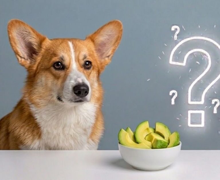 can dogs eat avocados