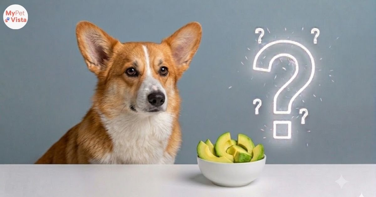 can dogs eat avocados
