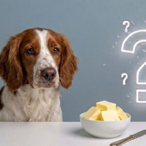 can dogs eat butter