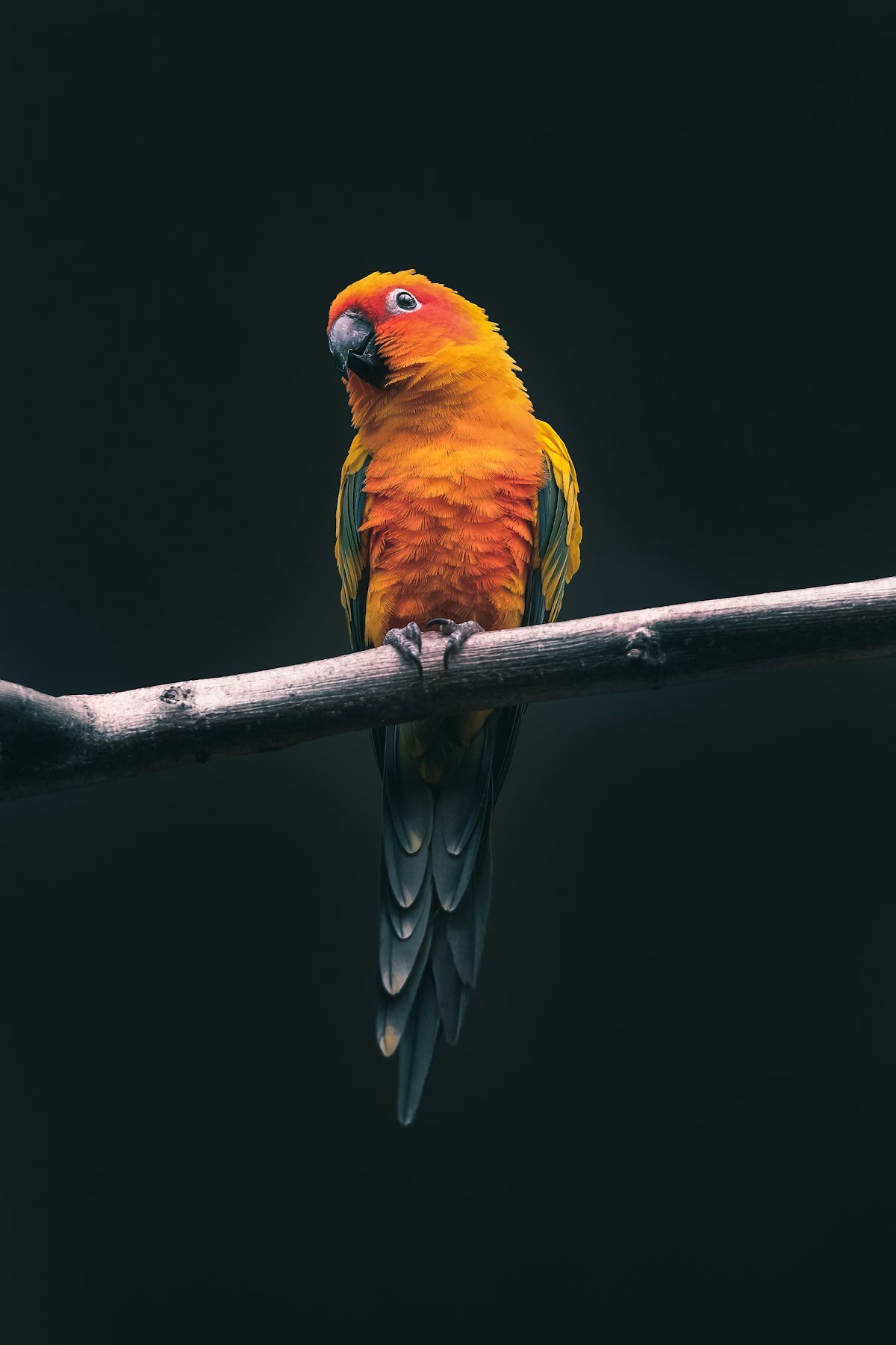 Healthy pet bird naturally preening and caring for its clean plumage