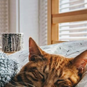 Adorable domestic cat kneading comfortably on a soft knitted blanket