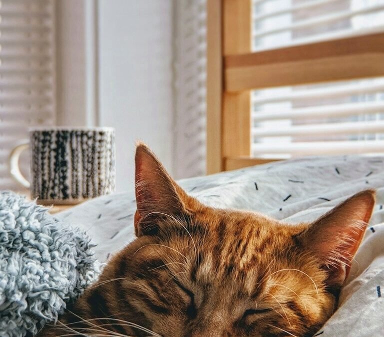 Adorable domestic cat kneading comfortably on a soft knitted blanket