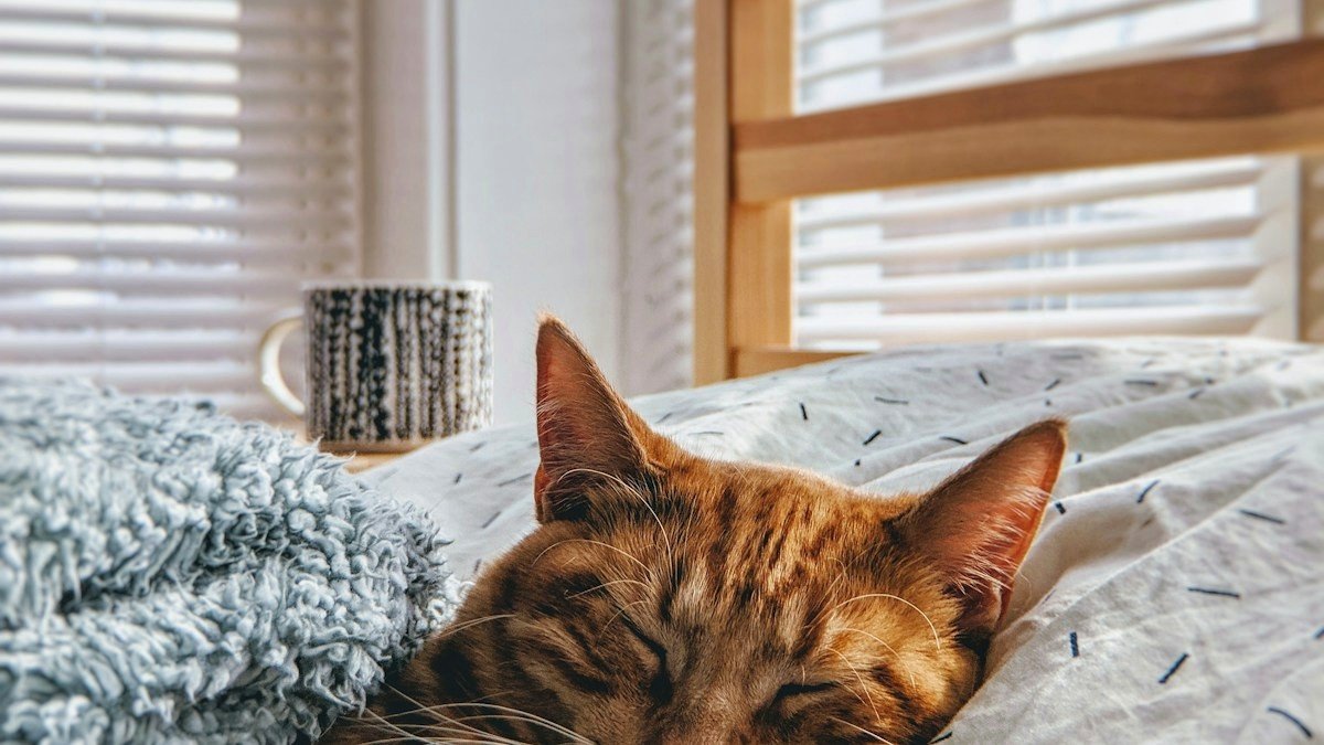 Adorable domestic cat kneading comfortably on a soft knitted blanket