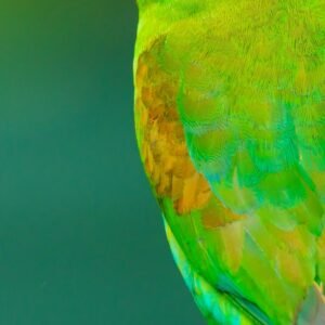 Vibrant colorful parrot perched gracefully displaying clean healthy plumage