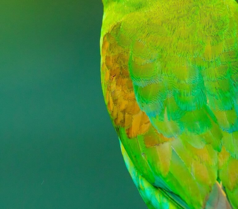 Vibrant colorful parrot perched gracefully displaying clean healthy plumage
