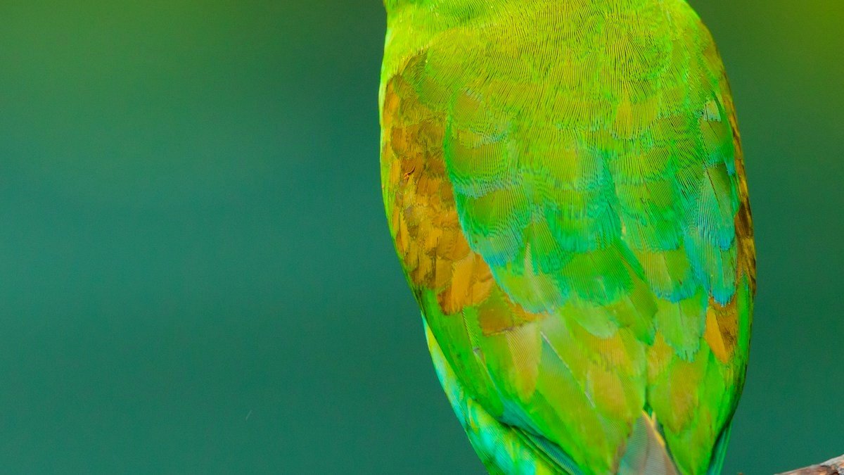 Vibrant colorful parrot perched gracefully displaying clean healthy plumage