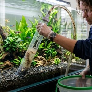 Aquarist using gravel vacuum siphon tube to clean aquarium substrate pebbles during water change
