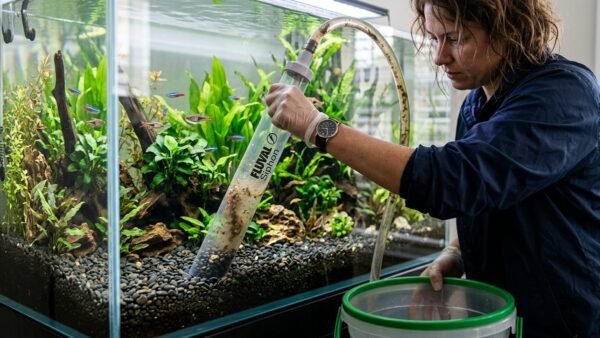 Aquarist using gravel vacuum siphon tube to clean aquarium substrate pebbles during water change