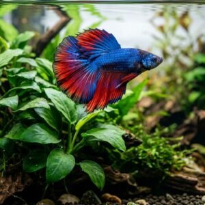 Vibrant male halfmoon betta fish swimming gracefully in a clean planted freshwater tank