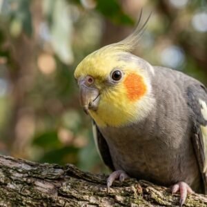 Healthy companion cockatiel bird showing clear nostrils and bright eyes perched on tree branch