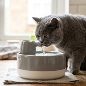 Domestic grey cat drinking fresh clean flowing water from a ceramic pet fountain